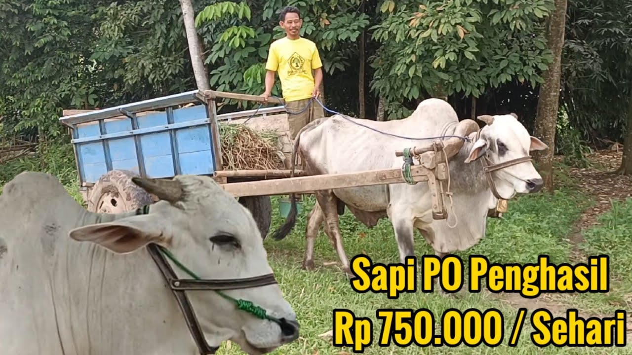 Sapi Grobakan, Kuat & ROSO Untuk Mengangkut 3x Dari Bobotnya