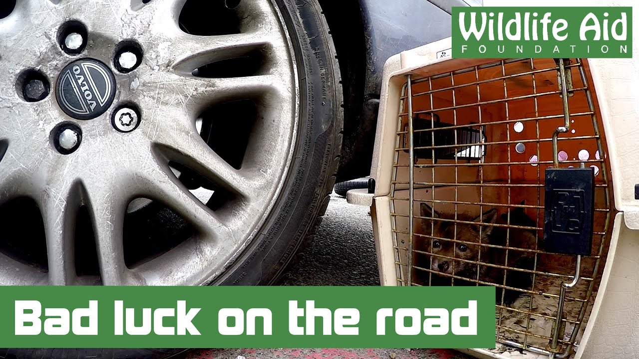 After rescuing two fox cubs, Simon got a flat!