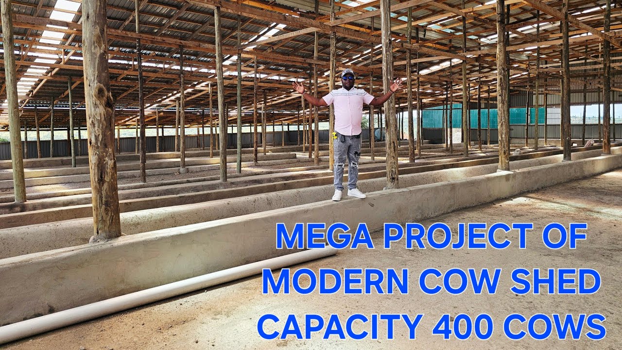 Modern cowshed coming up, installing steel and sectioning sleeping cubicles 