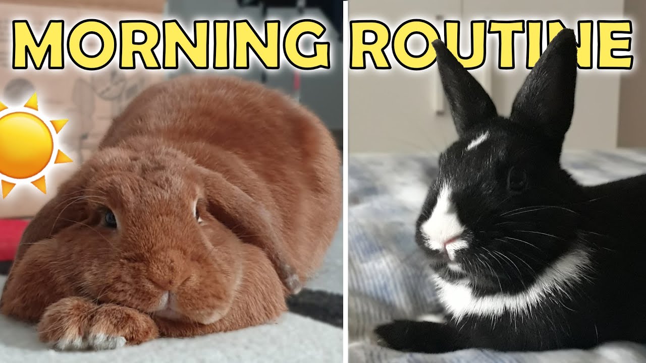Morning Routine dei Miei Animali