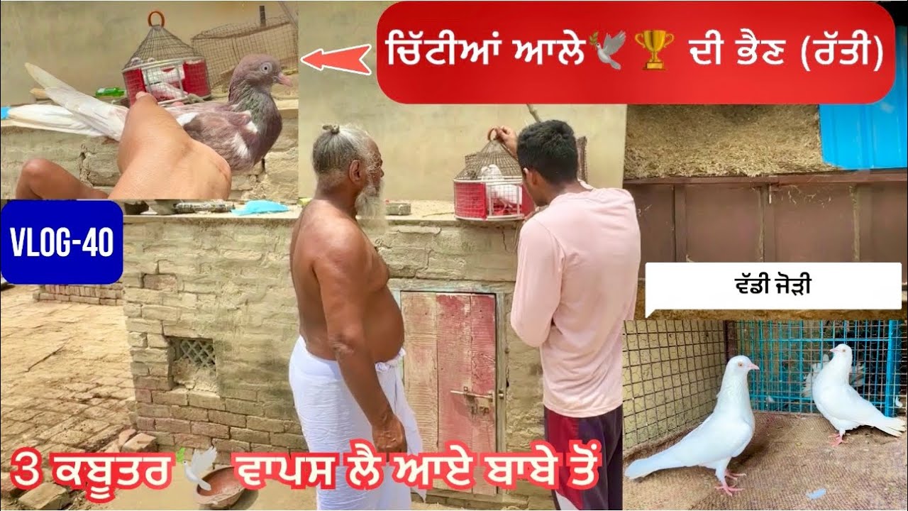 ਲਓ ਜੀ, ਅੱਜ ਬਾਬੇ ਕੋਲੋ 3 🕊️ਕਬੂਤਰ ਲੈ ਆਂਦੇ|| ਬੱਚੇ ਕਡਾਉਣ ਨੂੰ|| ਦੇਖੋ ਕਿਹੜੇ ਕਬੂਤਰ ਸੀ…🤔?