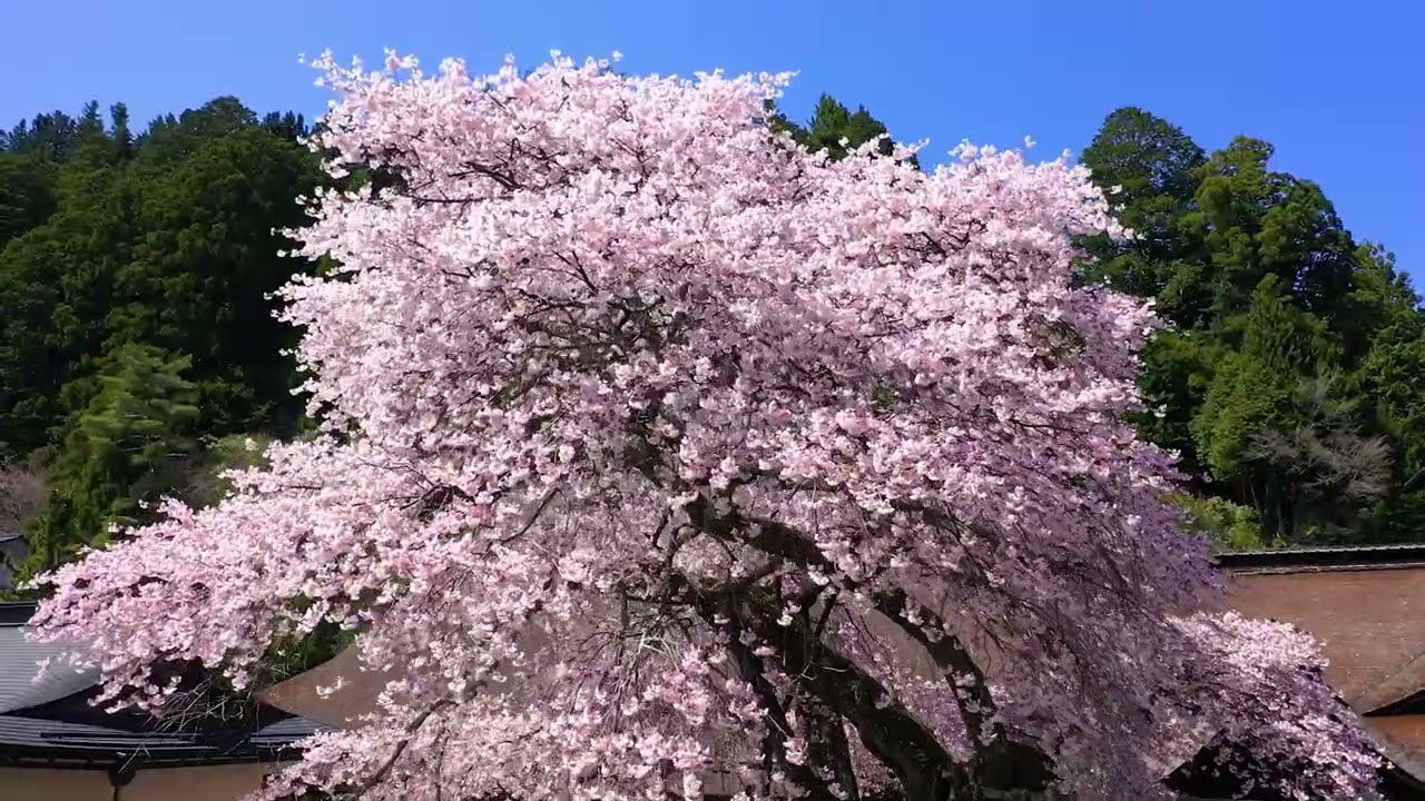 清浄心院　4月〝傘桜〟