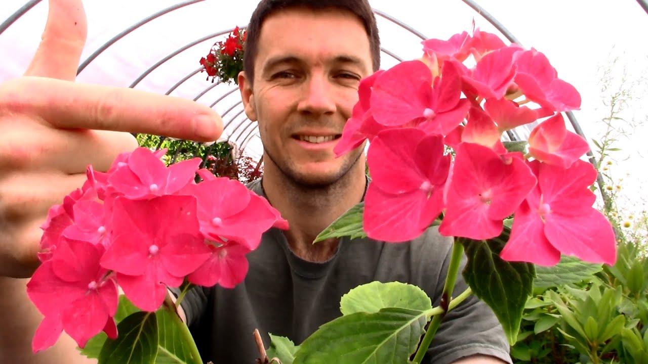 THIS is Why Your Hydrangea isn't Blooming! (Part 3) Add Some Bone Meal and Epsom Salt