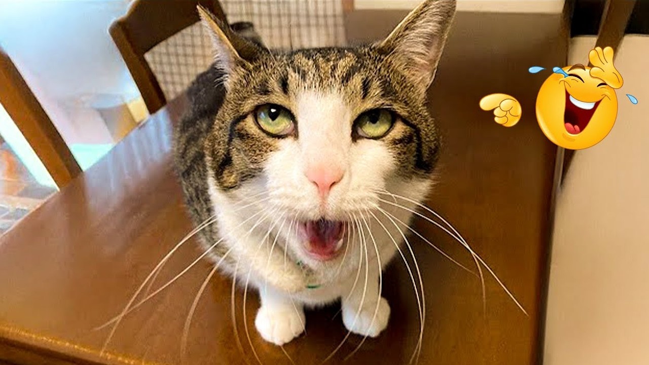 Laugh Till You Cry 😹🐶 | Ultimate Funny Cats 2026