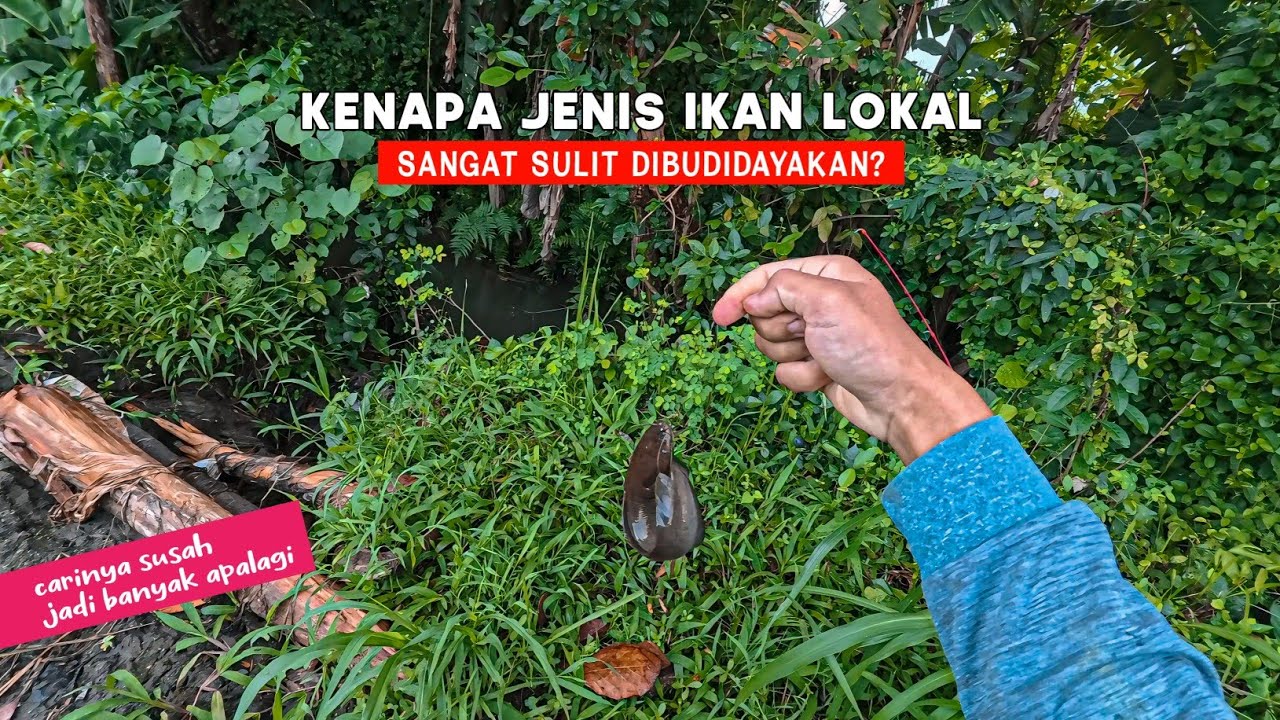 Mancing Di Selokan Irigasi Sawah Yang Penuh Ikan-Ikan Lokal - SPAM STRIKE IKAN LOKAL!