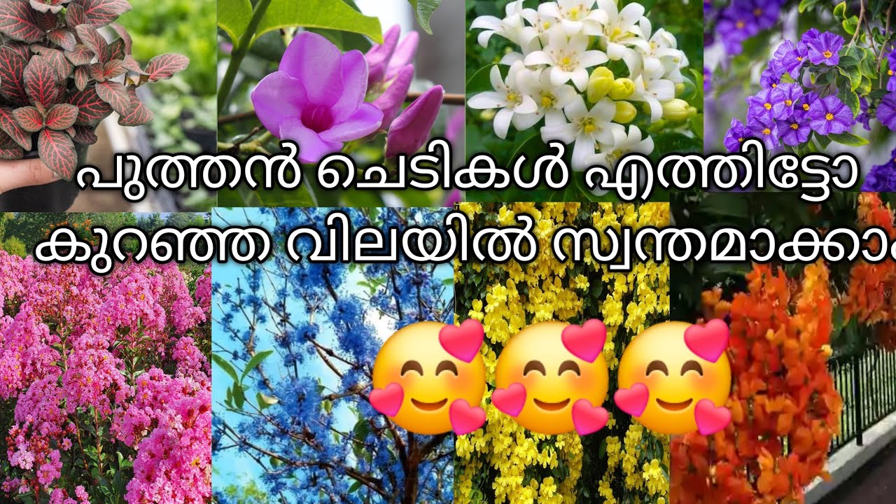 ഇപ്പോൾ വാങ്ങിയാൽ ഇരട്ടി ലാഭം ❤️order now 8848652046❤️