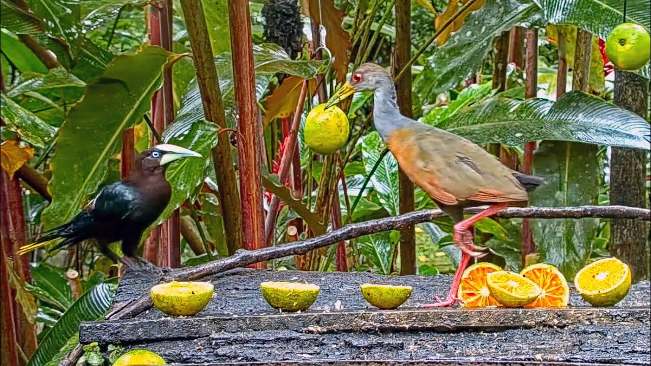 Wood Rail and Oropendola Face Off in Panama, Nov 6  2022