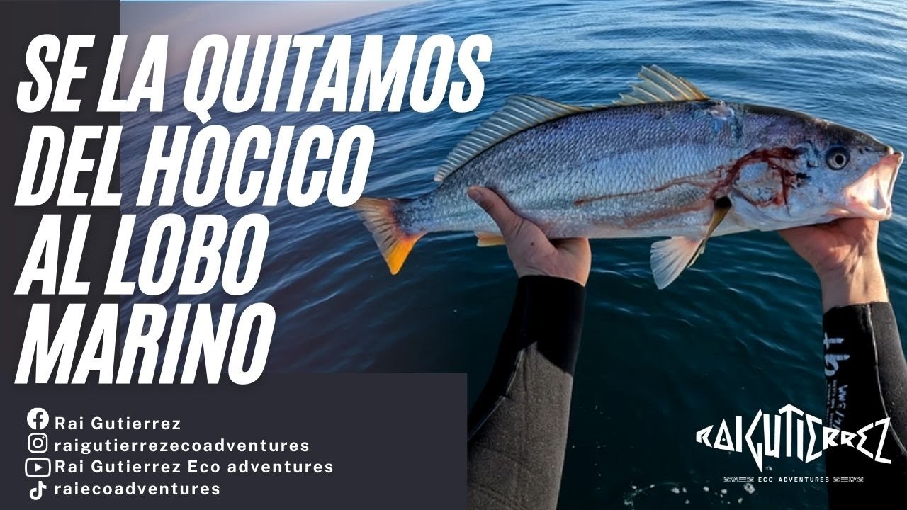 PESCA de CORVINA  en MOTO de AGUA modalidad TROLLING / CURRICAN / PESCA DE ALTURA / JET SKI FISHING