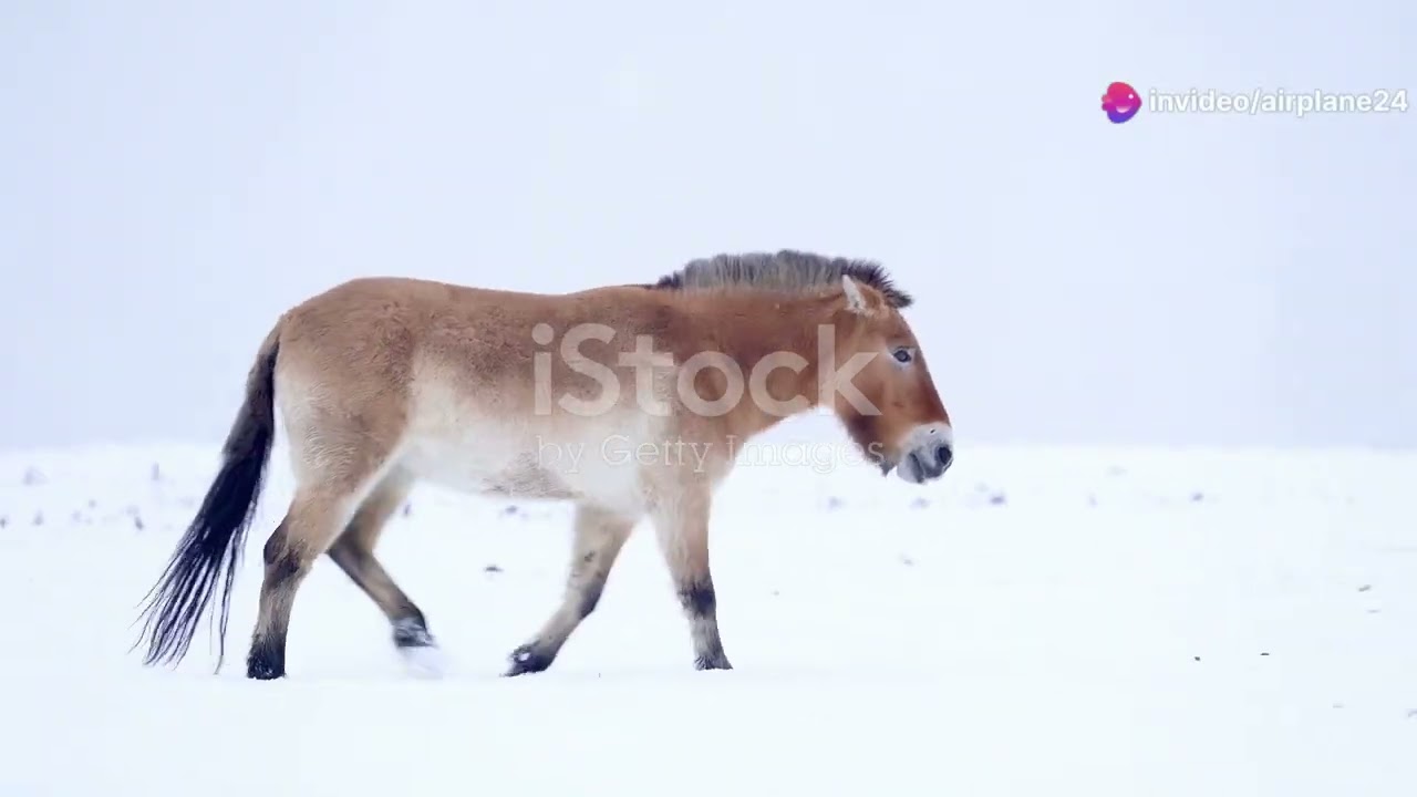 The Endangered Przewalski's Horse: Protecting Mongolia's Living Heritage #animal2024 #wildlife