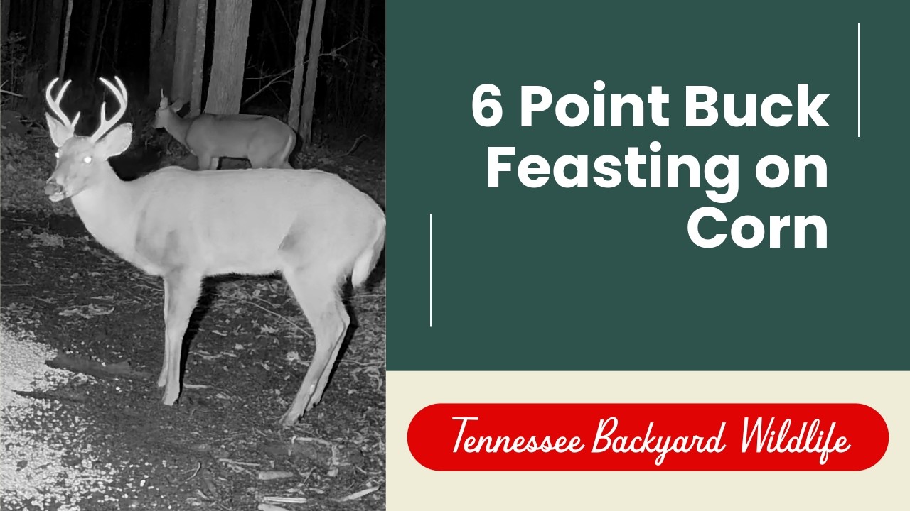 6 point buck feeding