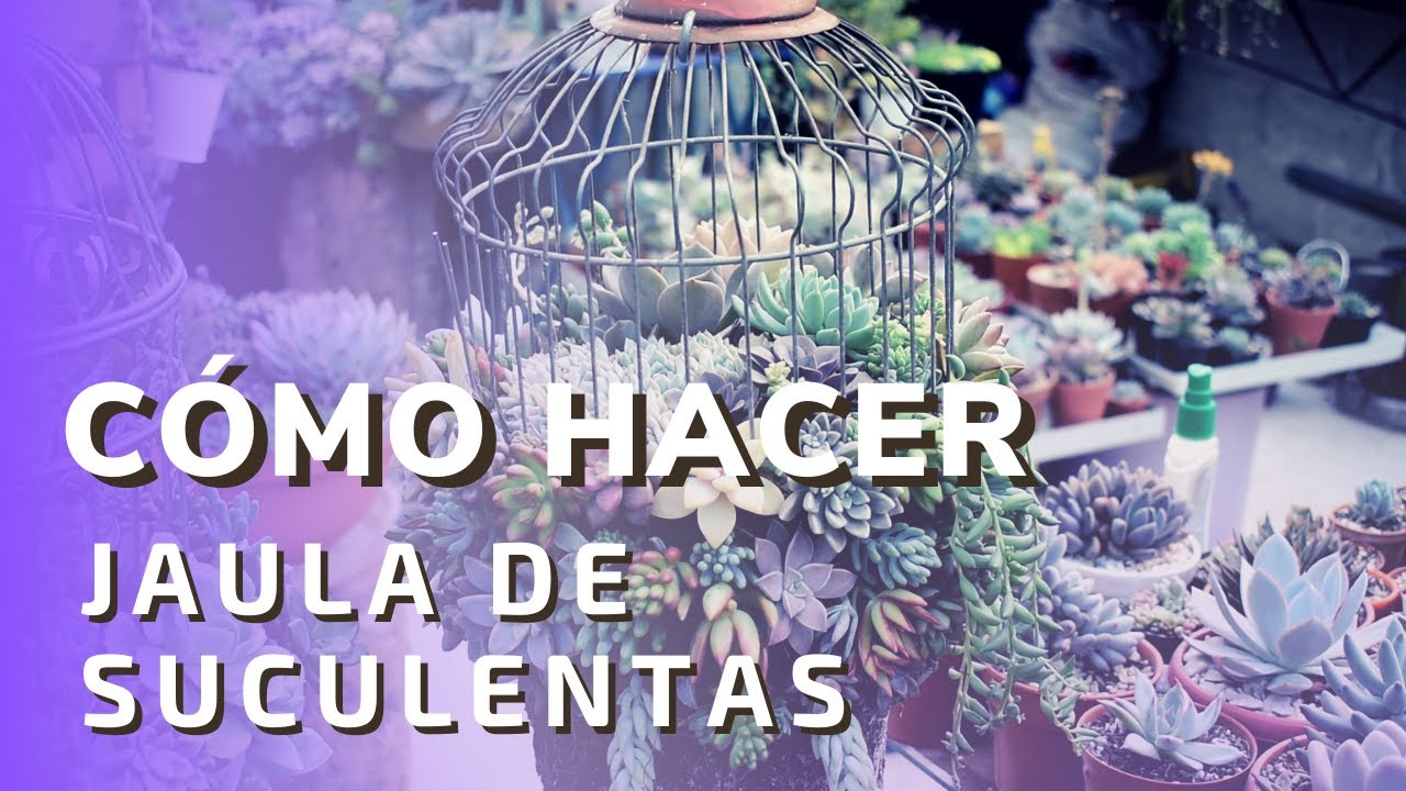 🌱Cómo hacer tu propia jaula suculenta - Grandes y pequeñas - 💚 Parte 1