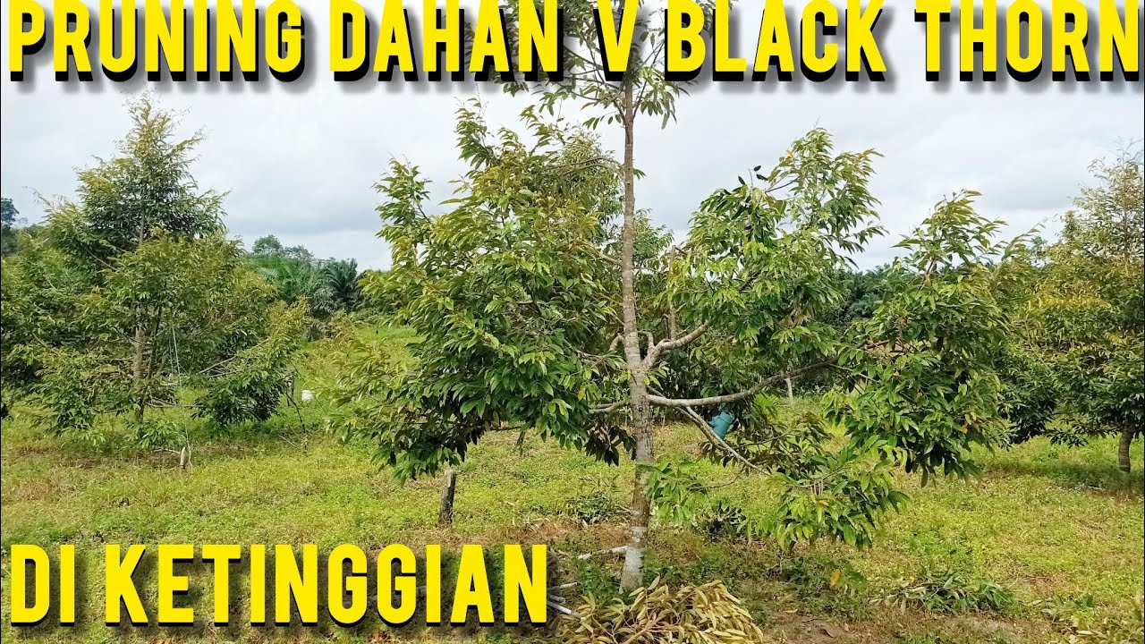 🟡🔴 PRUNING DAHAN V  DURIAN BLACK THORN DI KETINGGIAN 🔴🟡#kebun_durian #durian_farm