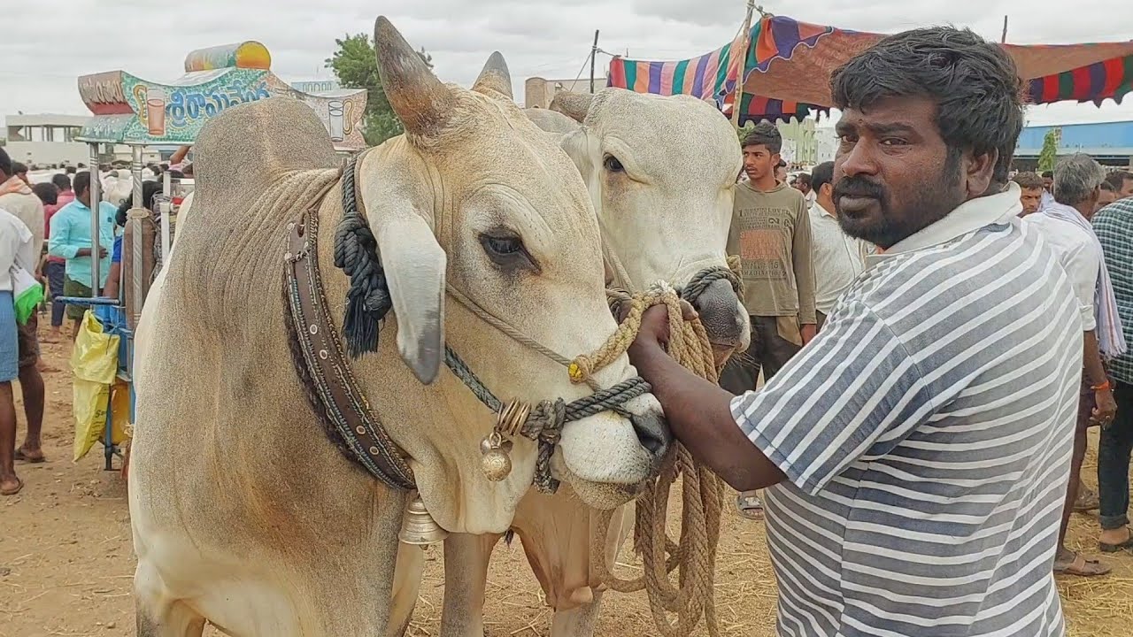 Biggest Animal's market in Indian cattle market | Ongole Bulls | Pebbair Bull market &lrm;@purnafarms&nbsp;