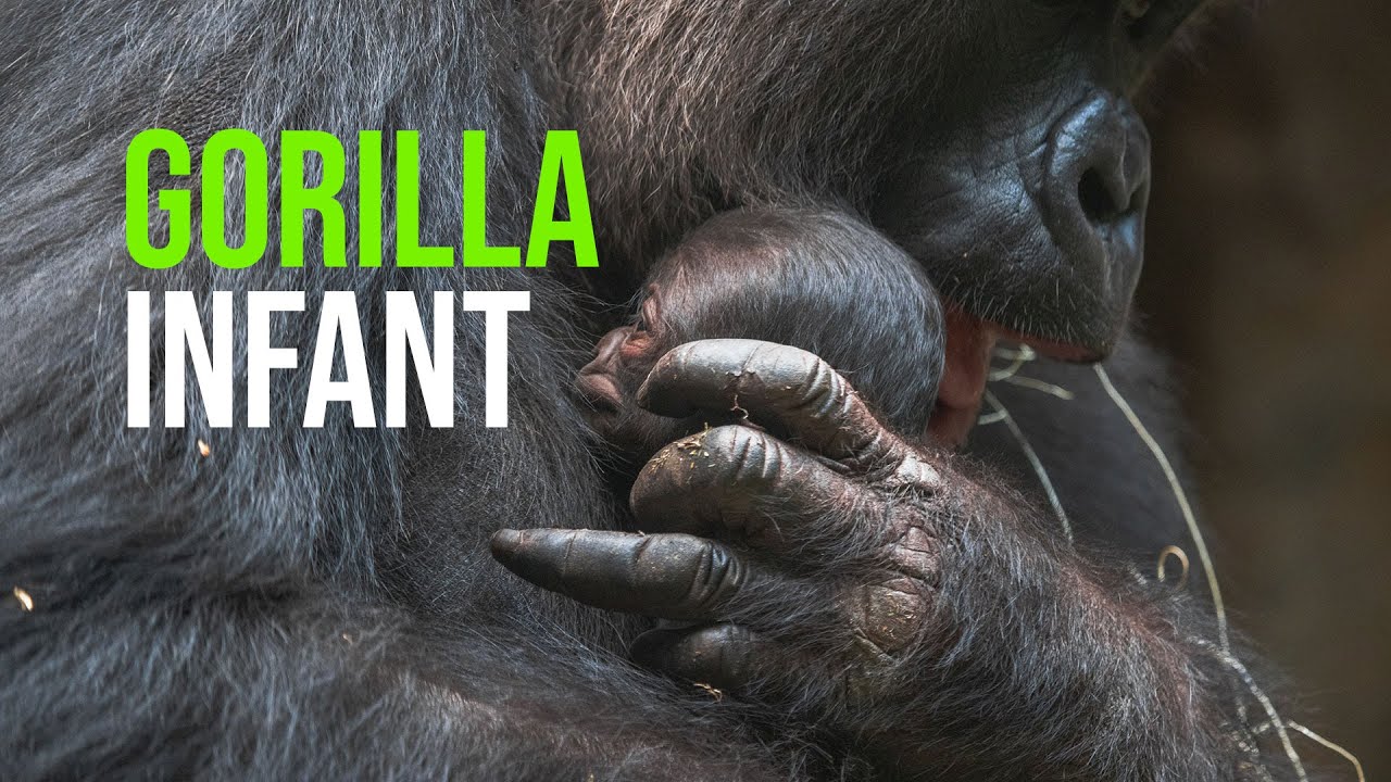 Baby Gorilla Makes Public Debut at Cleveland Metroparks Zoo