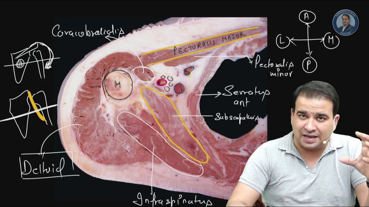 Transverse Section -  Axilla Anatomy - NEET PG/AIIMS