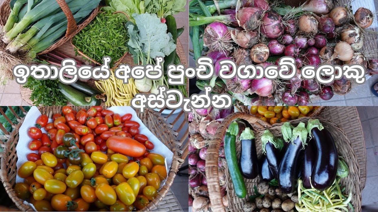 පුංචි ඉඩක ලොකු අස්වැන්නක් | ඉතාලියේ අපේ වගාව | #SummerHarvest | Sinhala Vlog