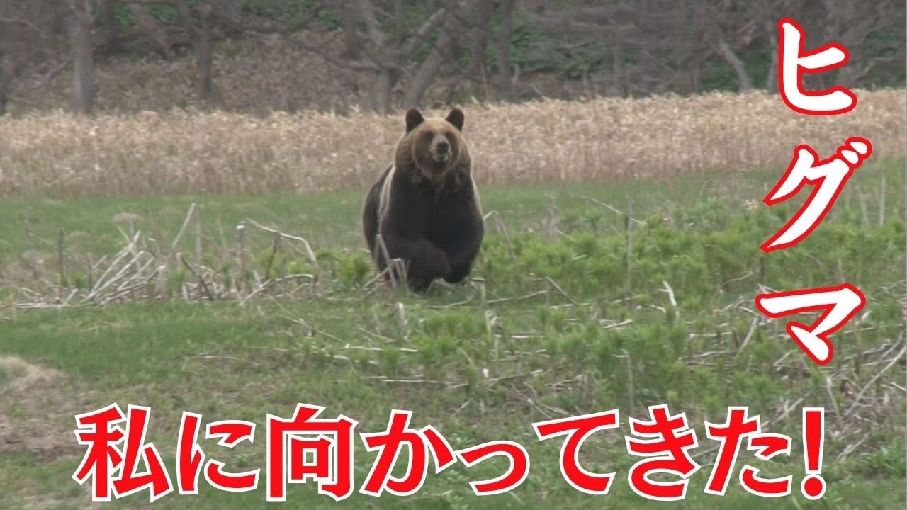 【MIKIOジャーナル】　知床　ヒグマが私に向かって走ってきた！