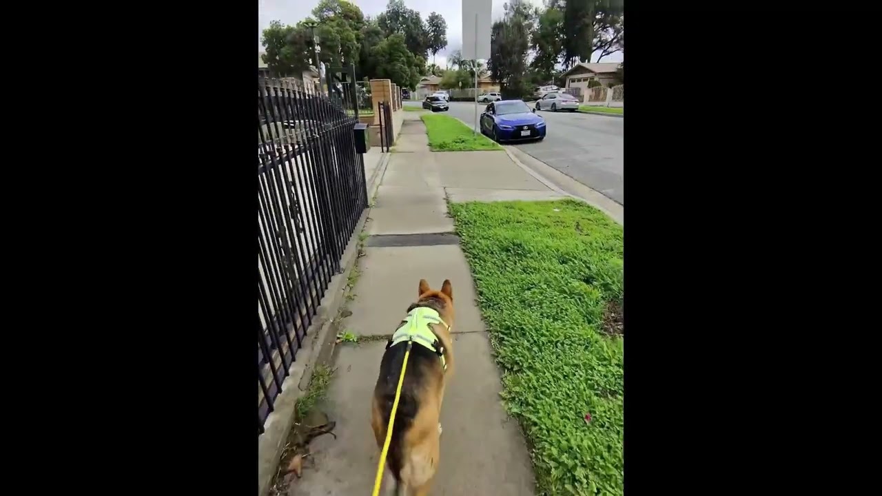 Short walk German Shepherd
