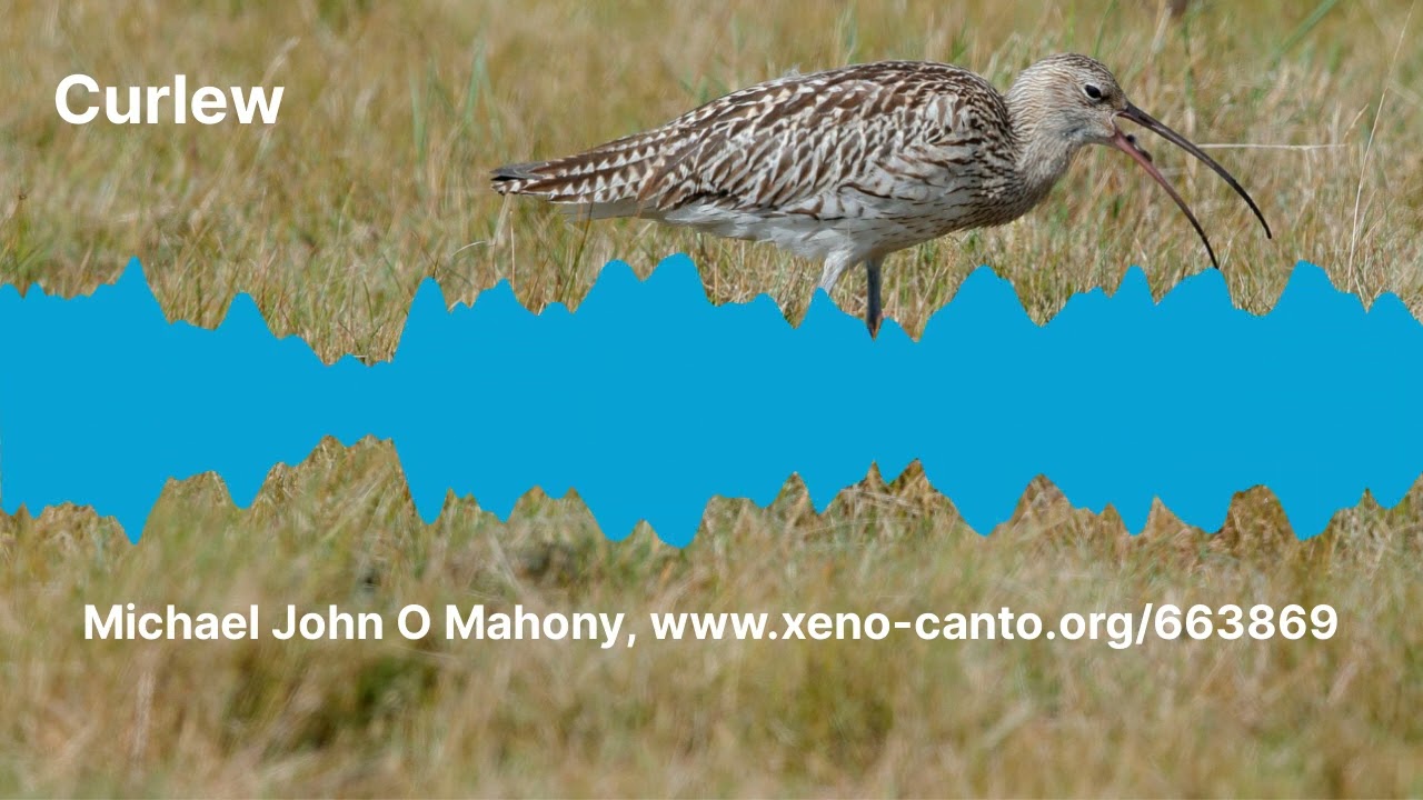 Curlew call