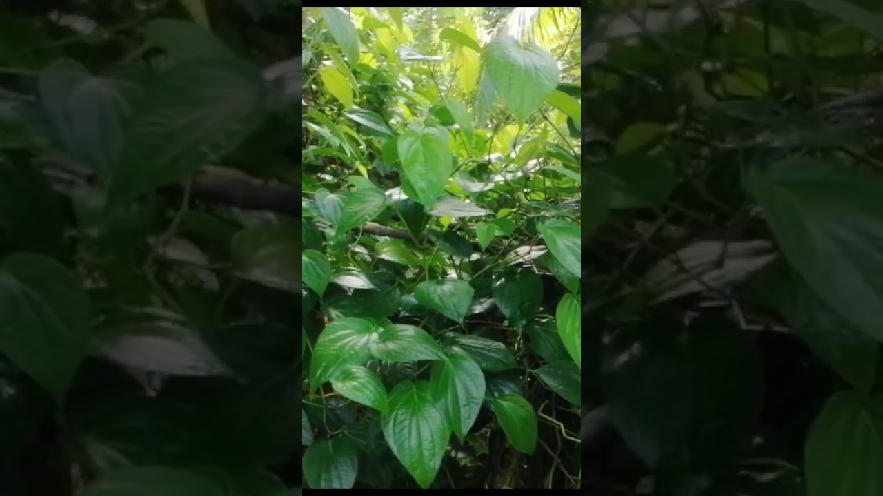 ලක්ෂ ගණන් සල්ලි හොයන බුලත් වගාව | Betel cultivation #shorts