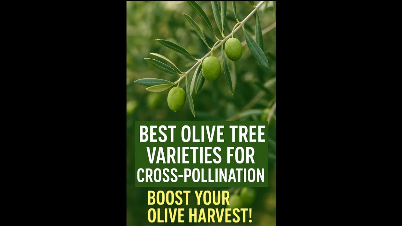 🌿 Best Olive Tree Varieties for Cross-Pollination | Boost Your Olive Harvest!