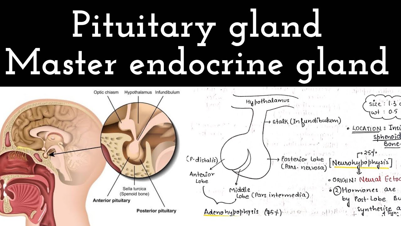 Pituitary gland - Master endocrine gland ll Chemical coordination and integration ll part 3