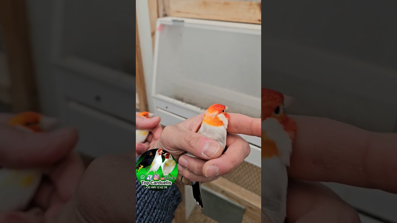 #cardellino #jilgueros #carduelis #chardonneret #goldfinch #الحسون #distelvinken #jilguero #sakakuşu