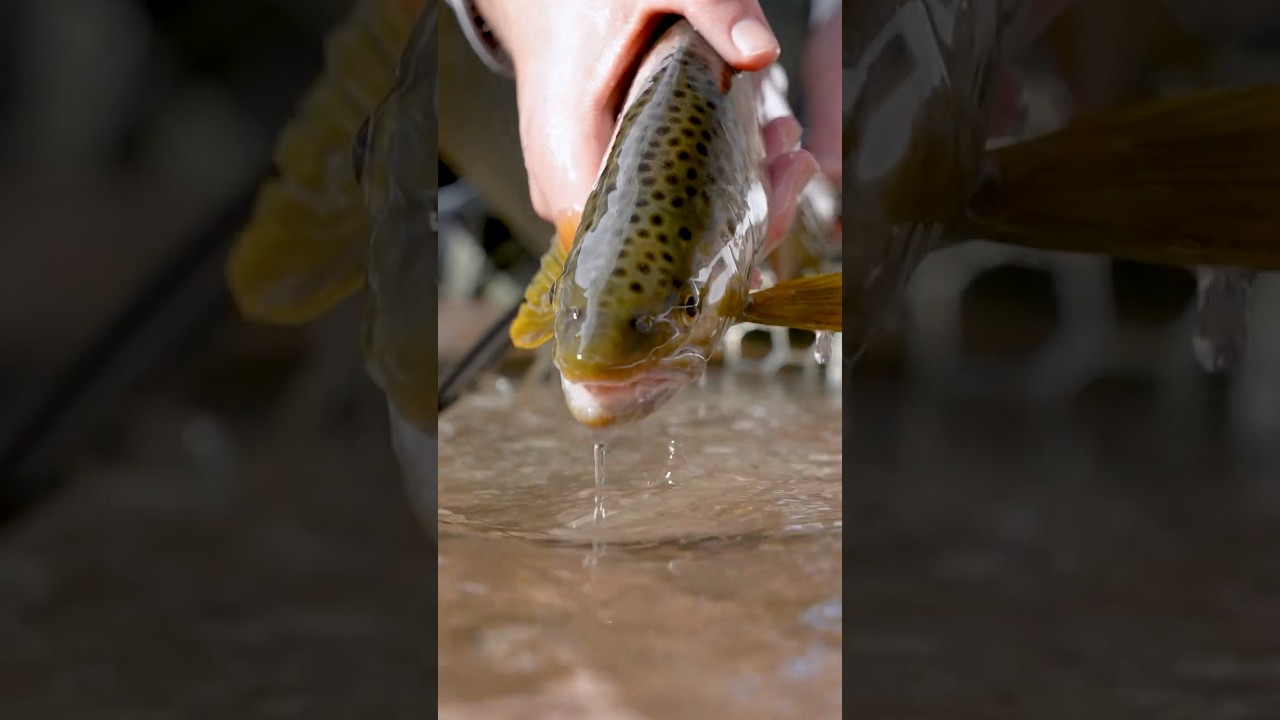 Fly Fishing for Brown Trout &mdash; The Ultimate Guide!
