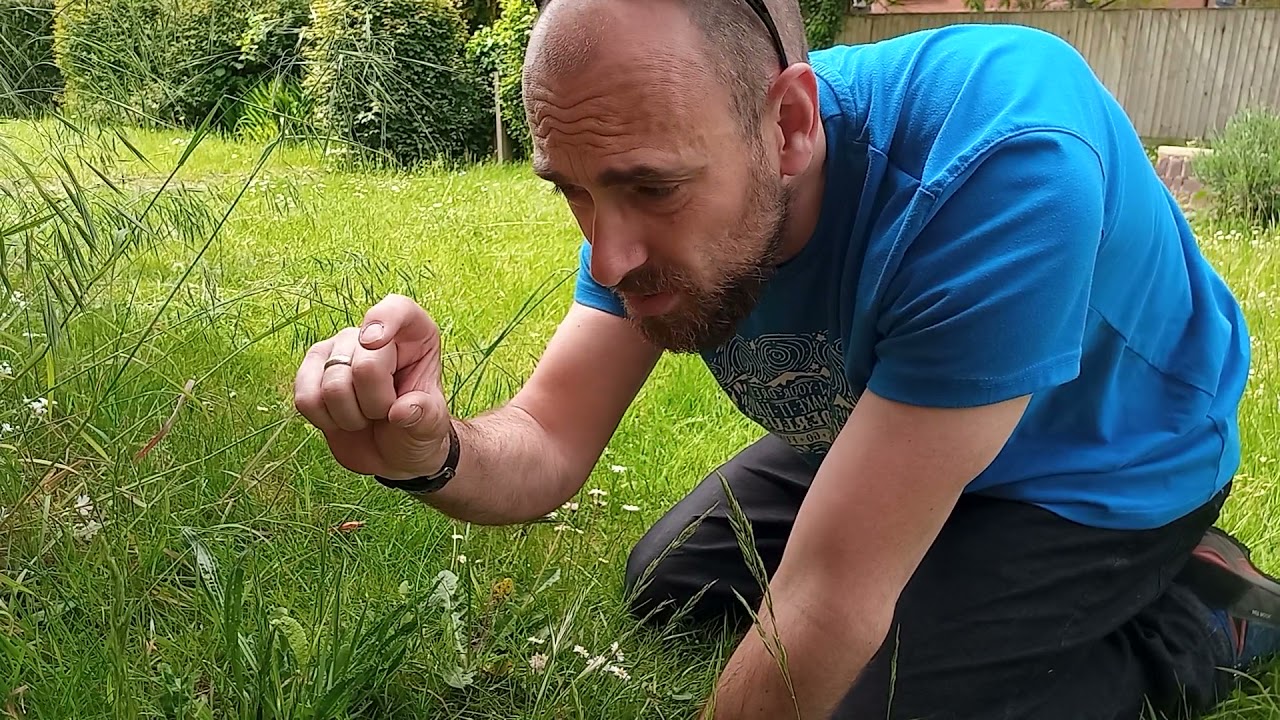 Survival Plants - Ribwort Plantain