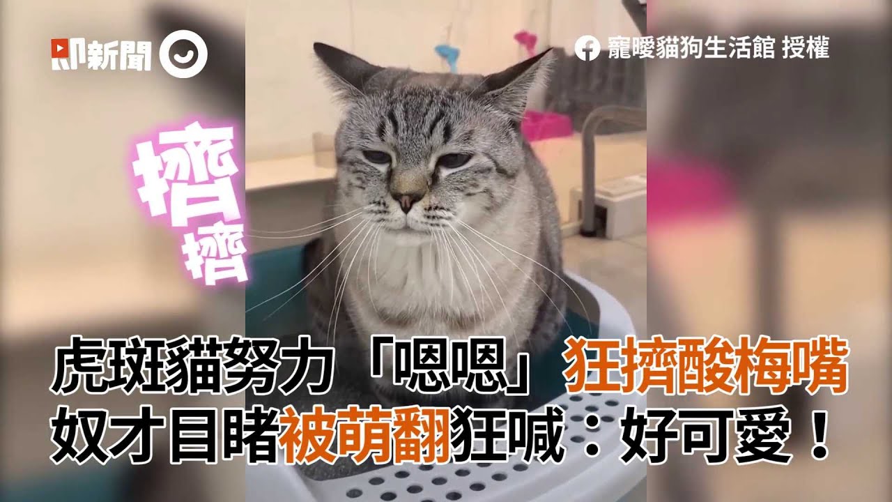 虎斑貓努力「嗯嗯」狂擠酸梅嘴 奴才目睹被萌翻狂喊：好可愛！ │寵物│貓咪｜猫｜ねこ│Pet│Cat│Kitten