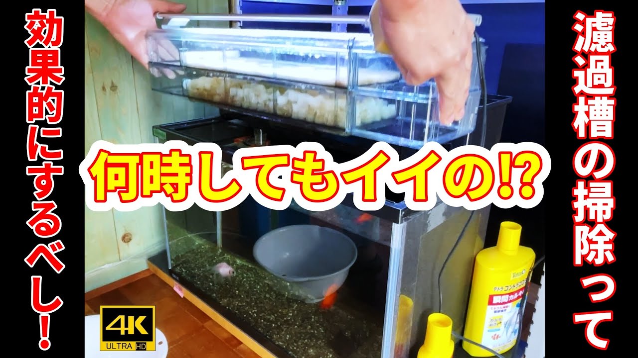 🔰№15「濾過槽の掃除と濾材の交換時期は？」ゼロから始める金魚飼育