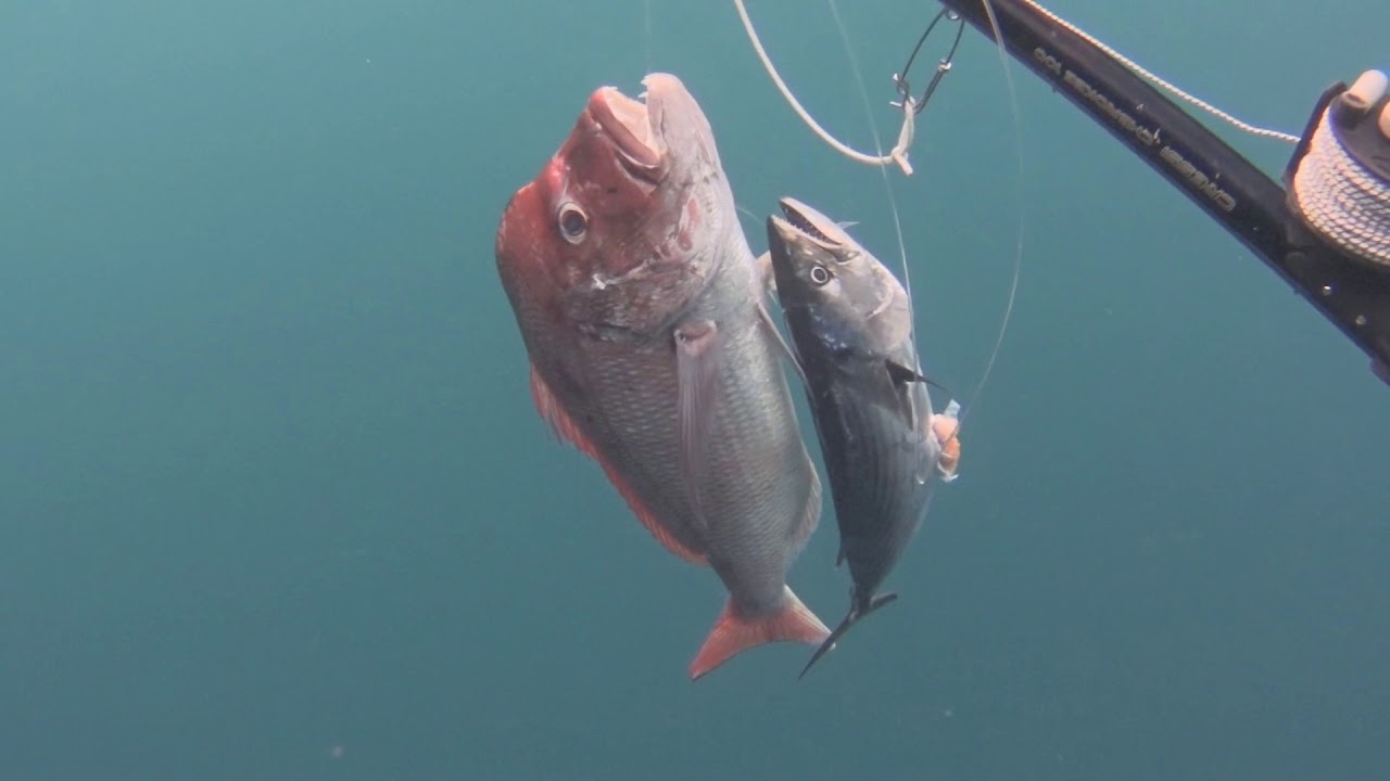Pesca submarina en Tenerife