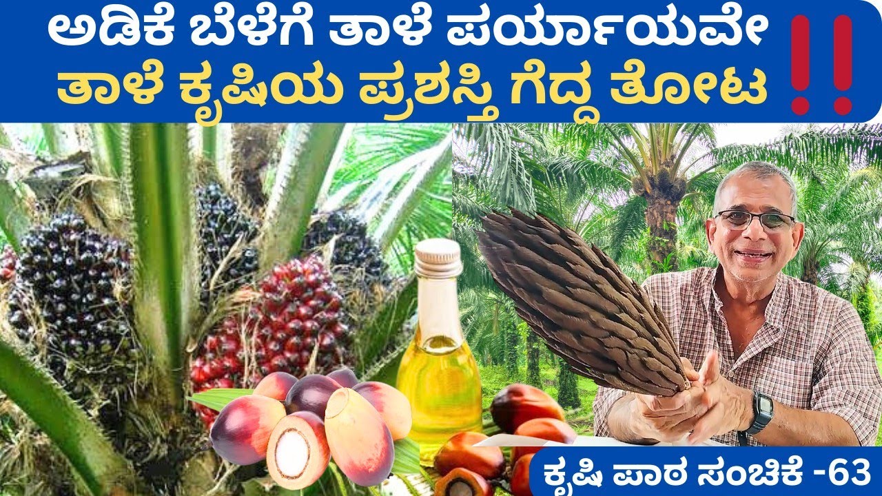 ಚೊಕ್ಕಾಡಿಯ ಯಶಸ್ವಿ ತಾಳೆ ಕೃಷಿ‼️ ಎಷ್ಟು ಸುಂದರವಾಗಿದೆ photoshoot ಮಾಡಲು ಇಲ್ಲಿಗೆ ಬರುತ್ತಾರೆ palm oil ಸುಬ್ಬರಾವ್