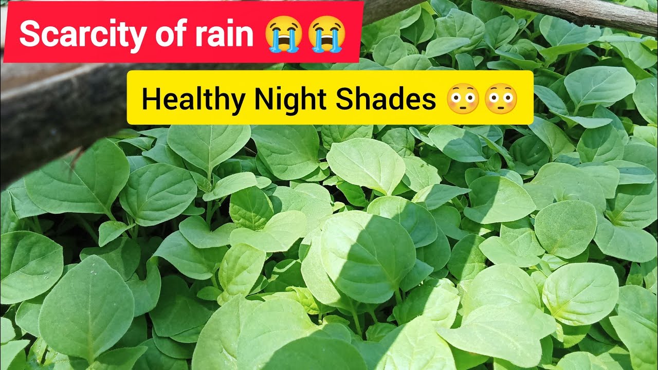 Scarcity Rainfall 😭😭No Planting At All 💔💔
