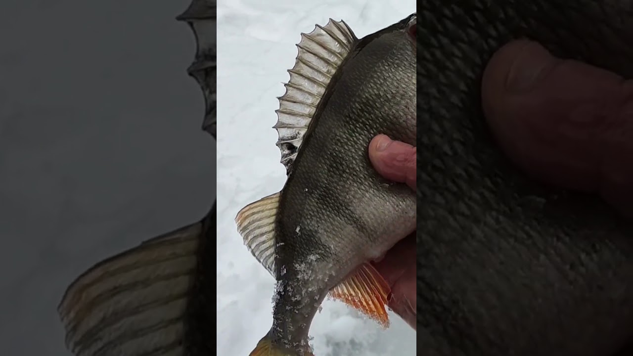 Warto zamoczyć rękę dla fajnego okonia.#fishing #icefishing #mazury #hobby #winter #snow #perch