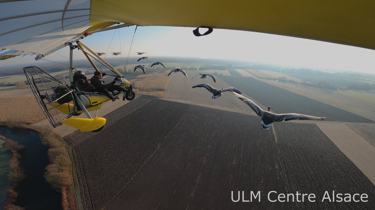 Vol en ULM avec les oies - Fly with birds