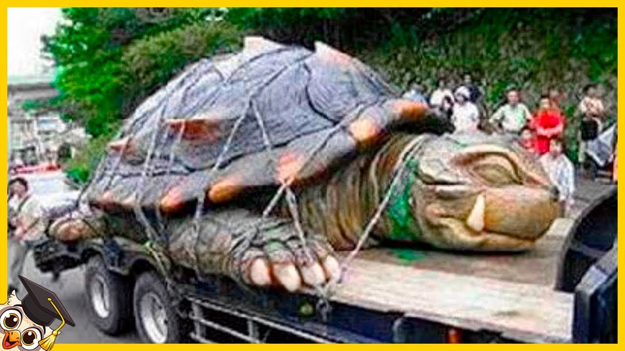 10 Schildpadden Die Maar 1 Keer In De Duizend Jaar Geboren Worden