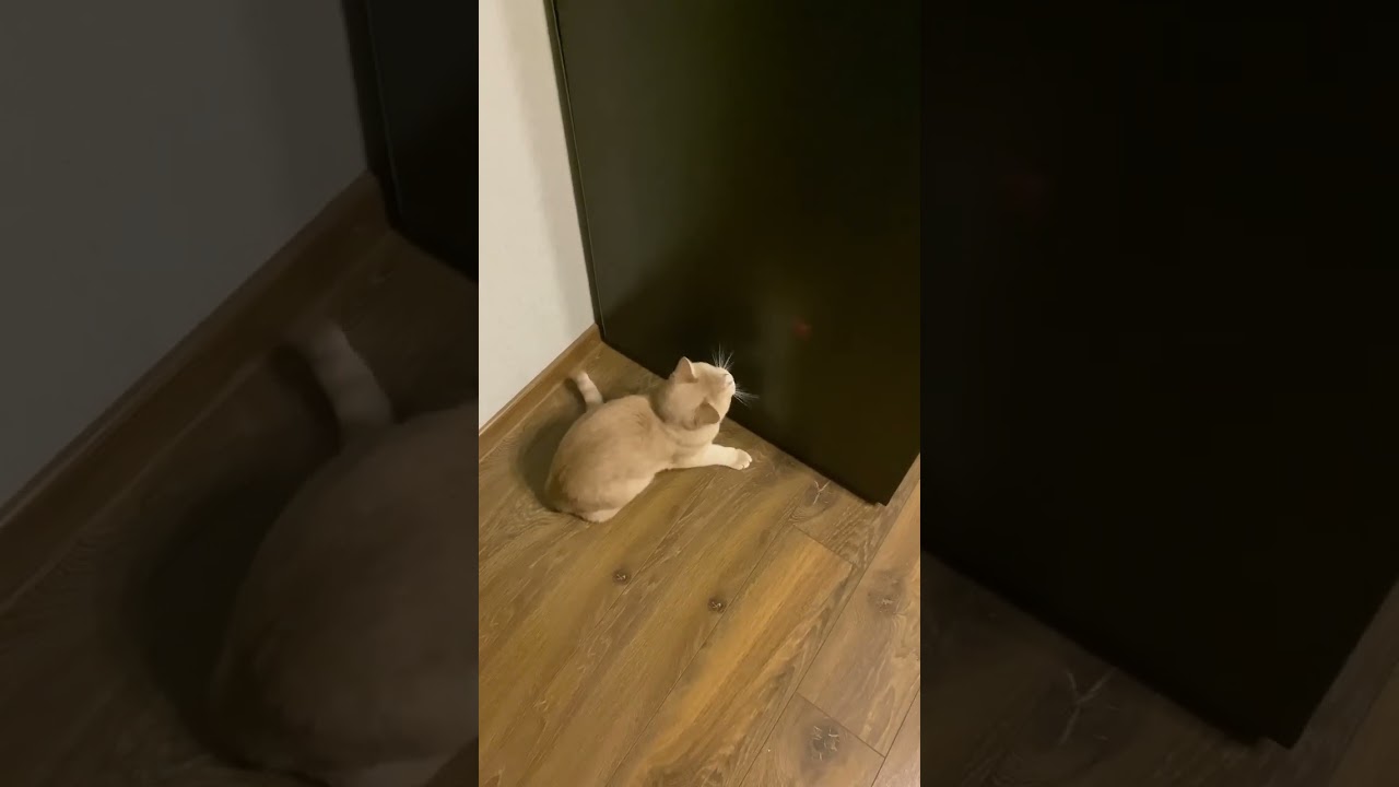 Играние с лазером 