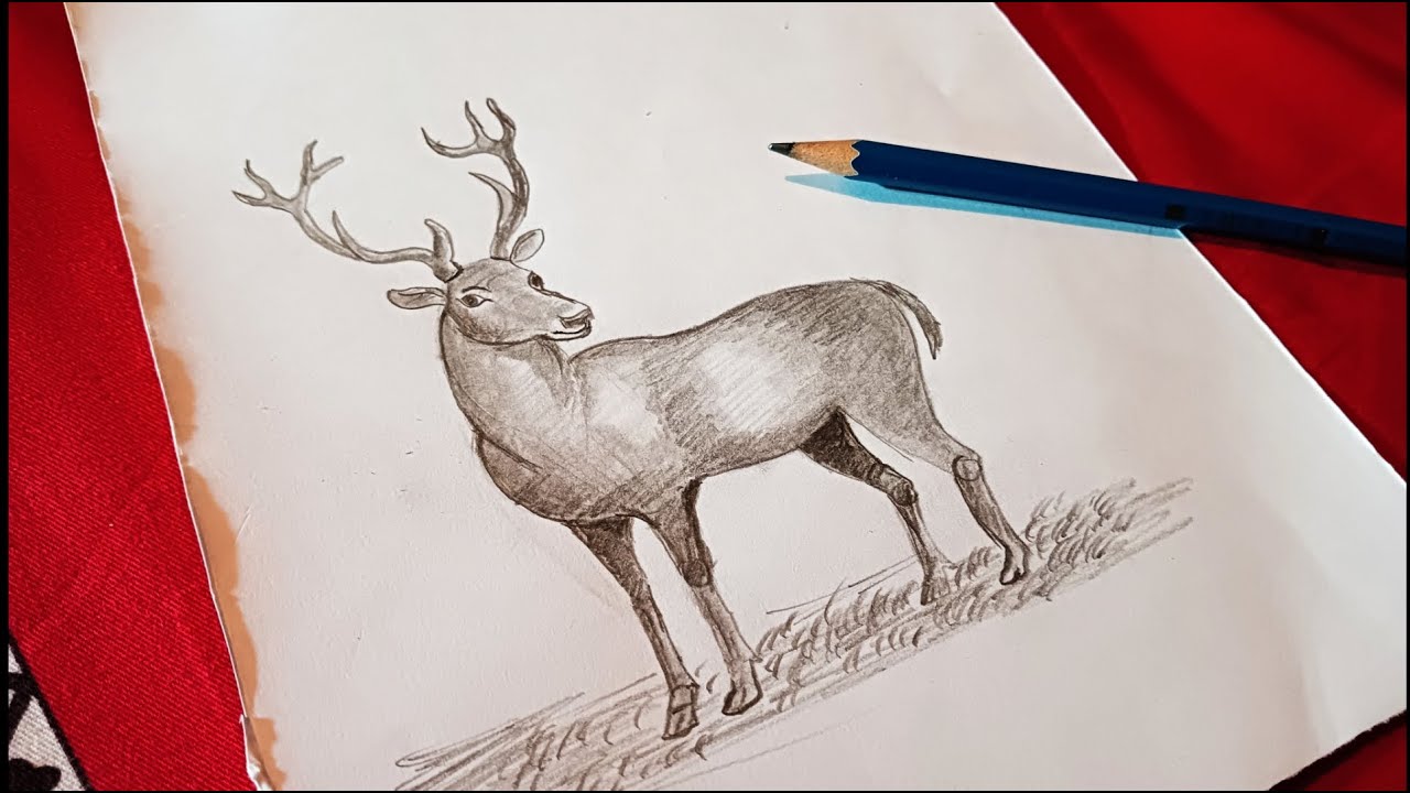 How to Draw a Deer Step by Step | Easy Realistic Drawing Tutorial