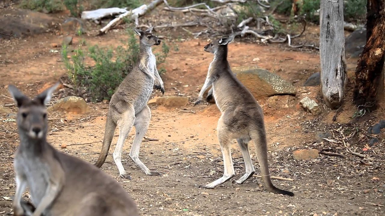 Kangaroo's fighting, Perth Hills, Western Australia