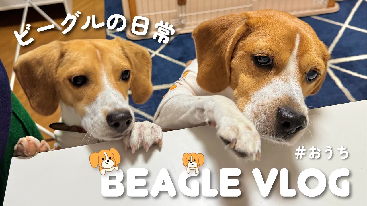 VLOG/ビーグルのリアルな日常、ご飯、食べる、寝る、犬服、おうちバーベキュー、特別な日