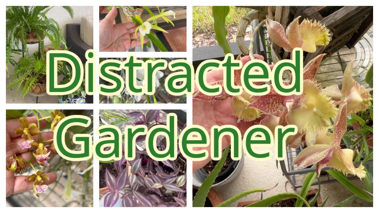 Distracted Gardener: Propagating More Plants