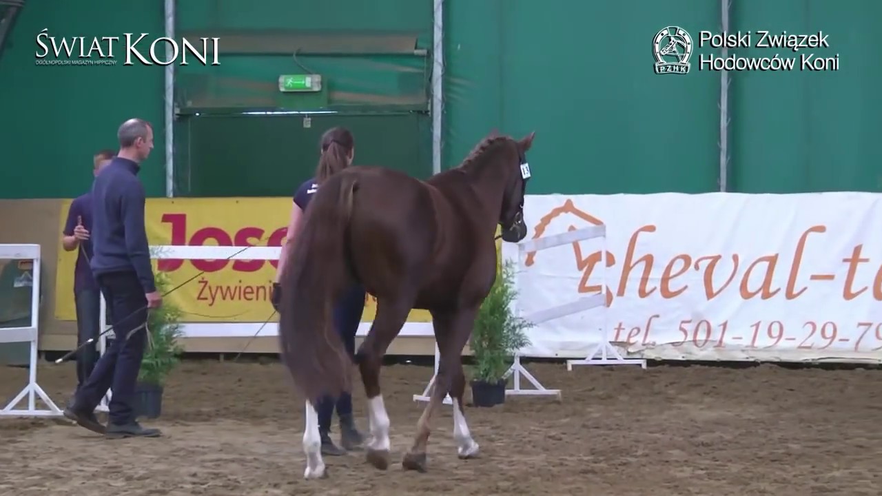 Astil L hol. (Baracuda hol. - Alida I hol. / Casall hol.) hod. niemcy