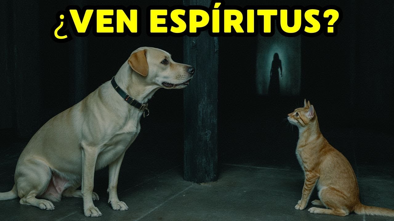 &iquest;Los perros y gatos ven ESP&Iacute;RITUS? &iexcl;Ciencia y misterio!