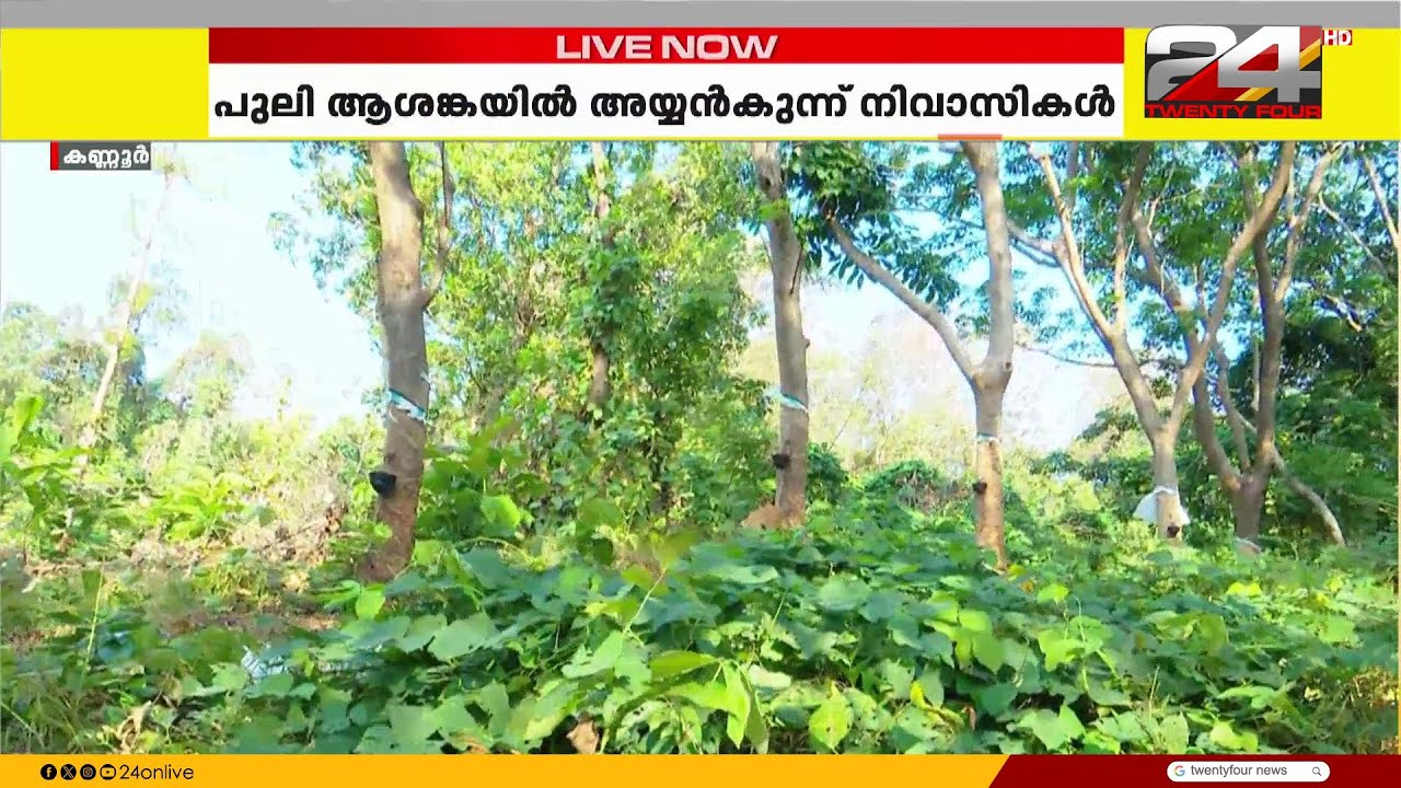 പുലി ആശങ്കയിൽ കണ്ണൂർ അയ്യൻകുന്ന് നിവാസികൾ; ആർ ആർ ടി സംഘം സ്ഥലത്ത് പരിശോധന നടത്തുന്നു