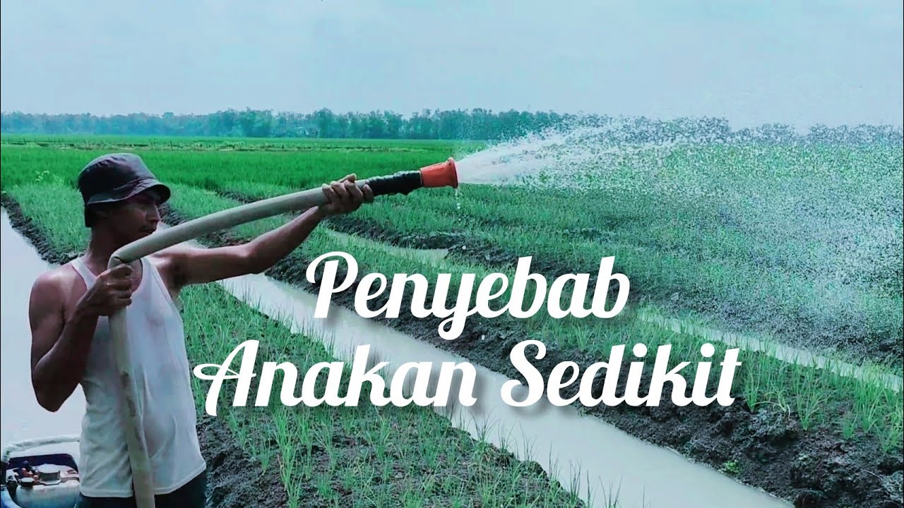 BANYAK FAKTOR KENAPA BAWANG MERAH ANAKAN NYA SEDIKIT