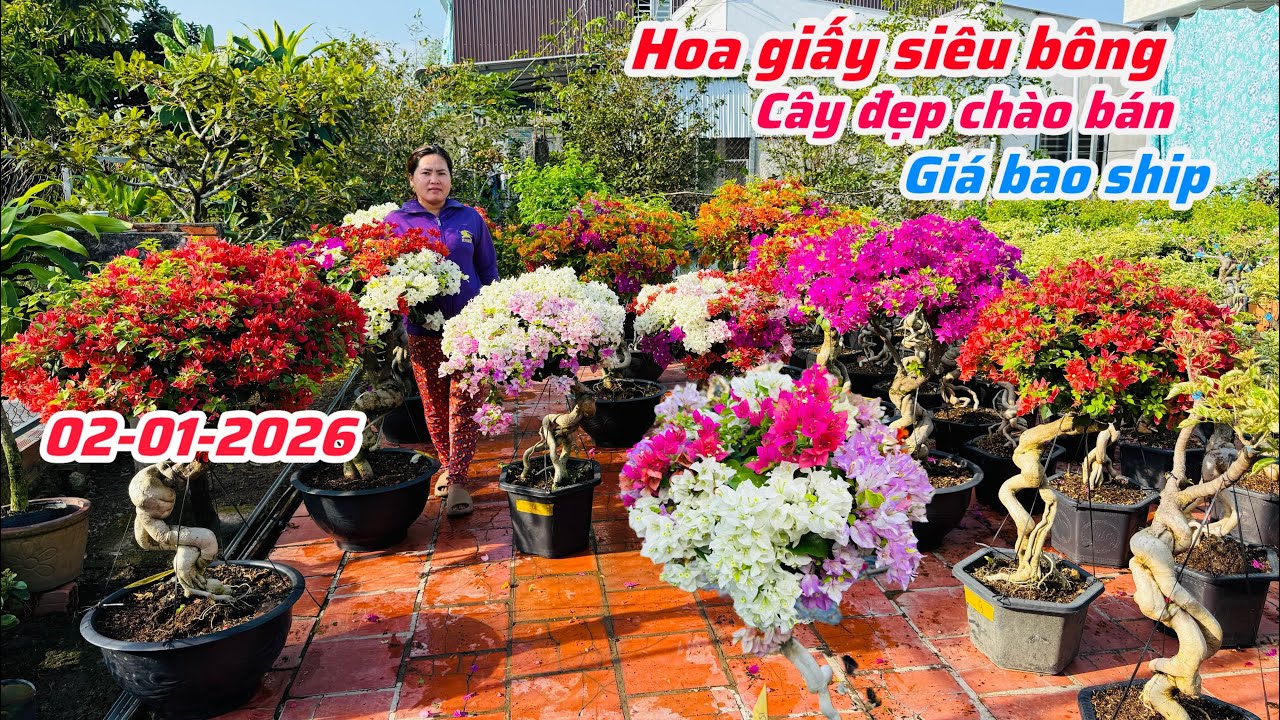 Hoa giấy siêu bông tàn đẹp đế cao chào bán bao phí ship..02/01😘📲 0703.236.412.Cúc-Phan