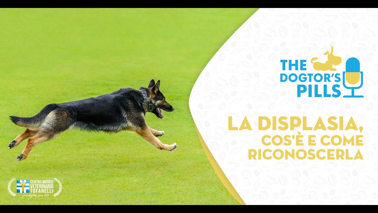 The Dogtor's Pills - La displasia dell'anca e del gomito nel cucciolo