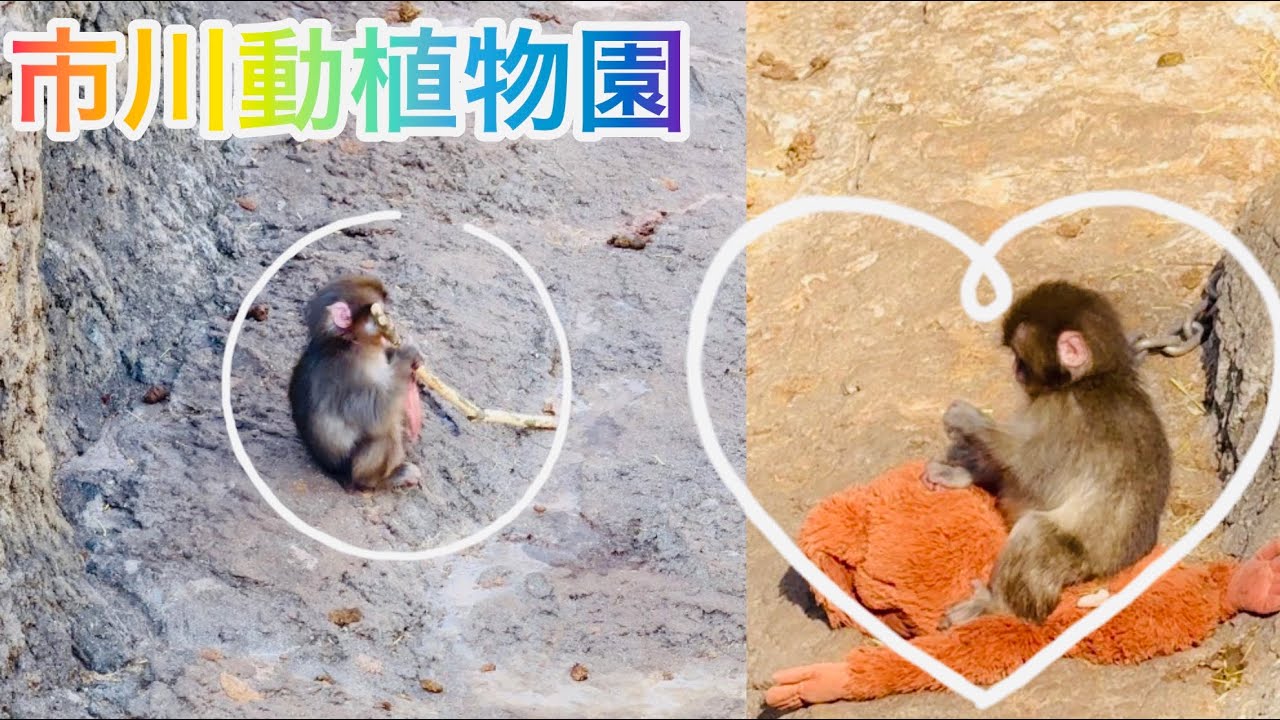 足にくっつくパンチ君を、そ っと肩へ... 優しすぎる飼育員さ ん 可愛すぎて世界中がびっくり！