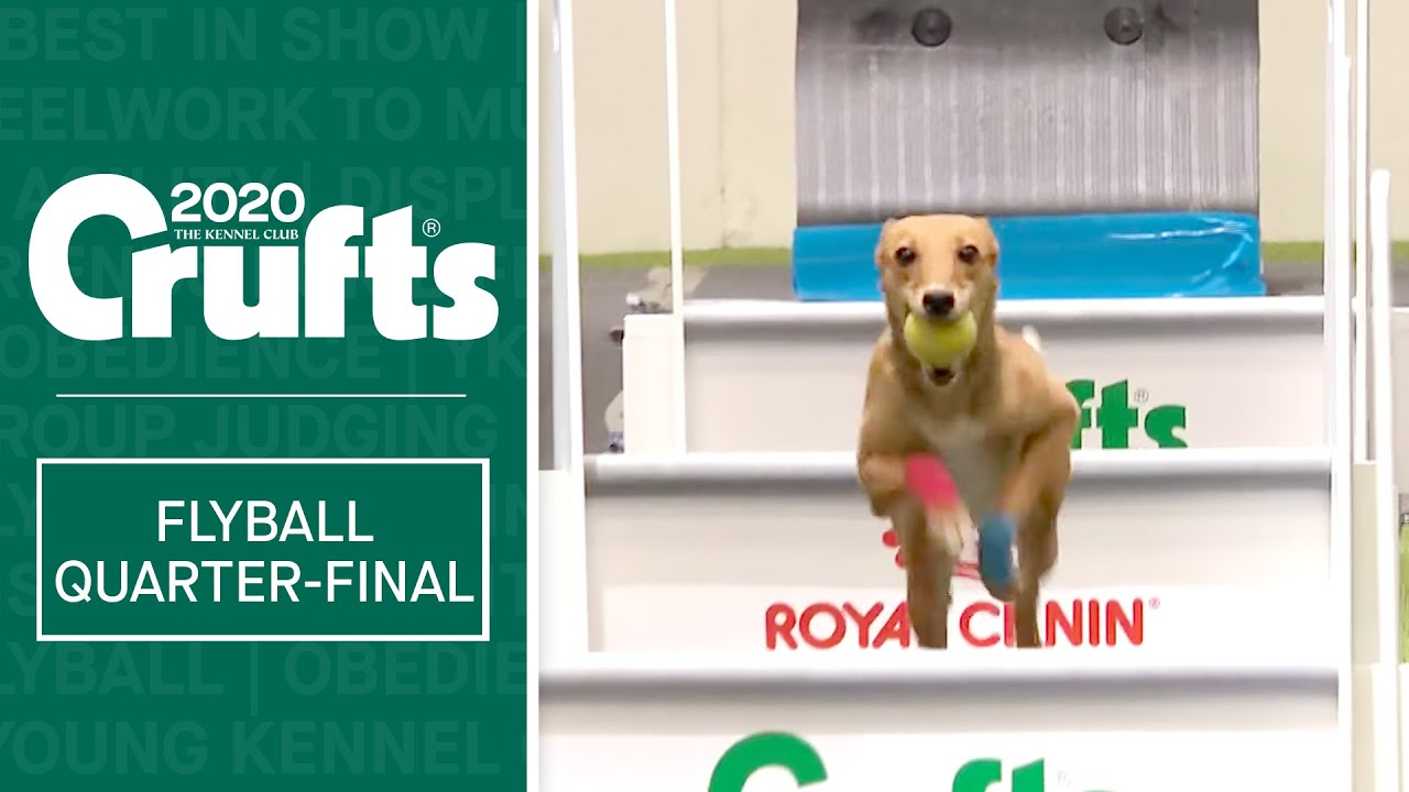 Flyball - Quarter Finals  - Part one | Crufts 2020